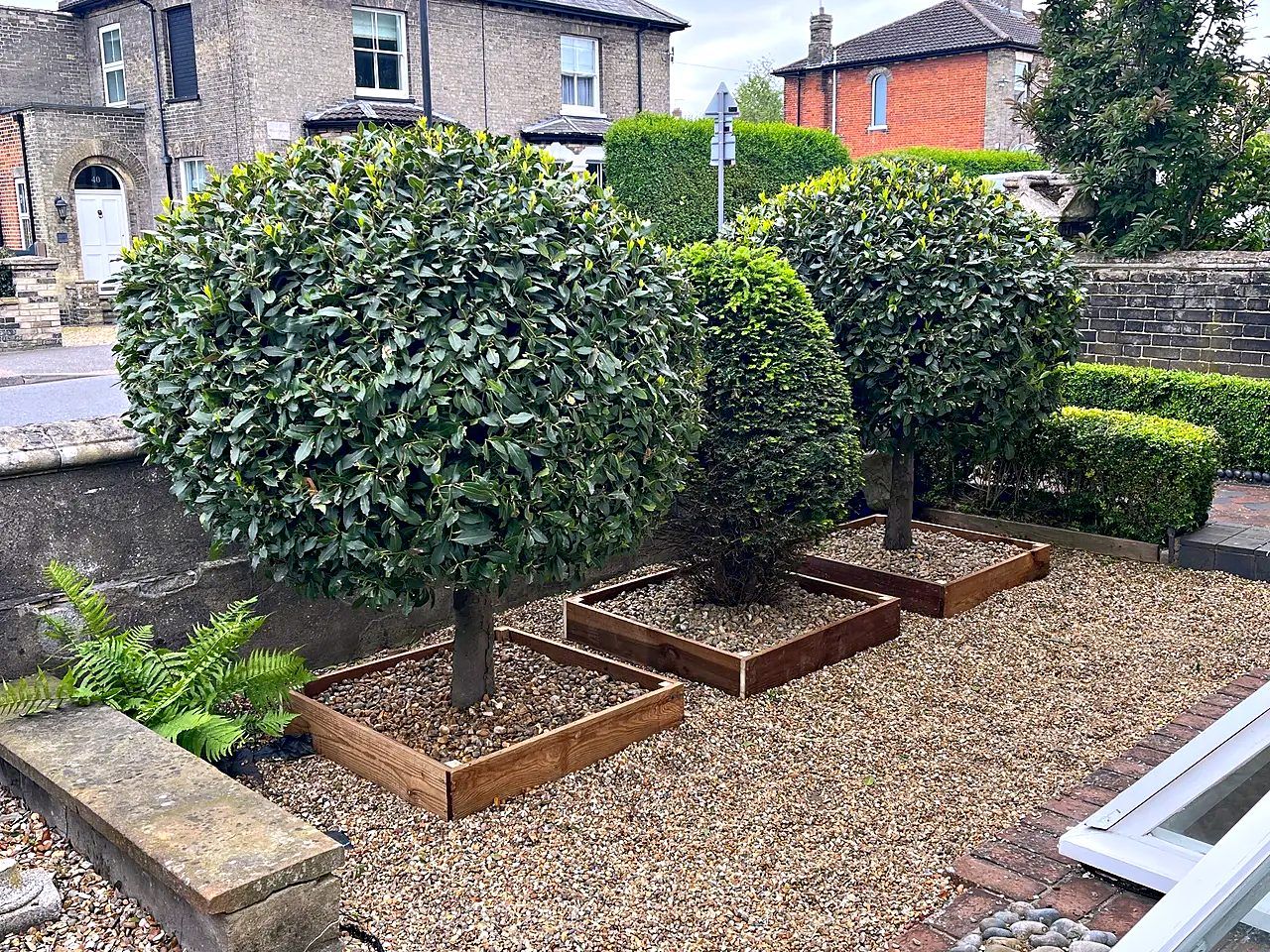 Front garden with timber raised beds around clipped bay trees in a gravel bed